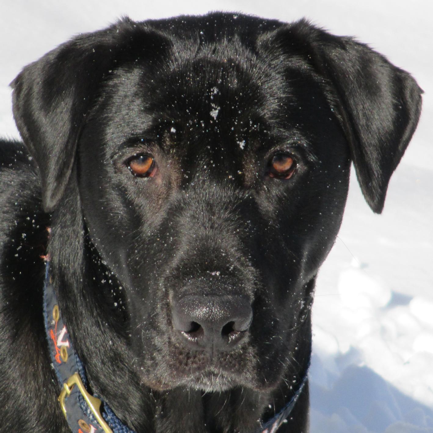 PROUD ANTIFA-WOKE AF!