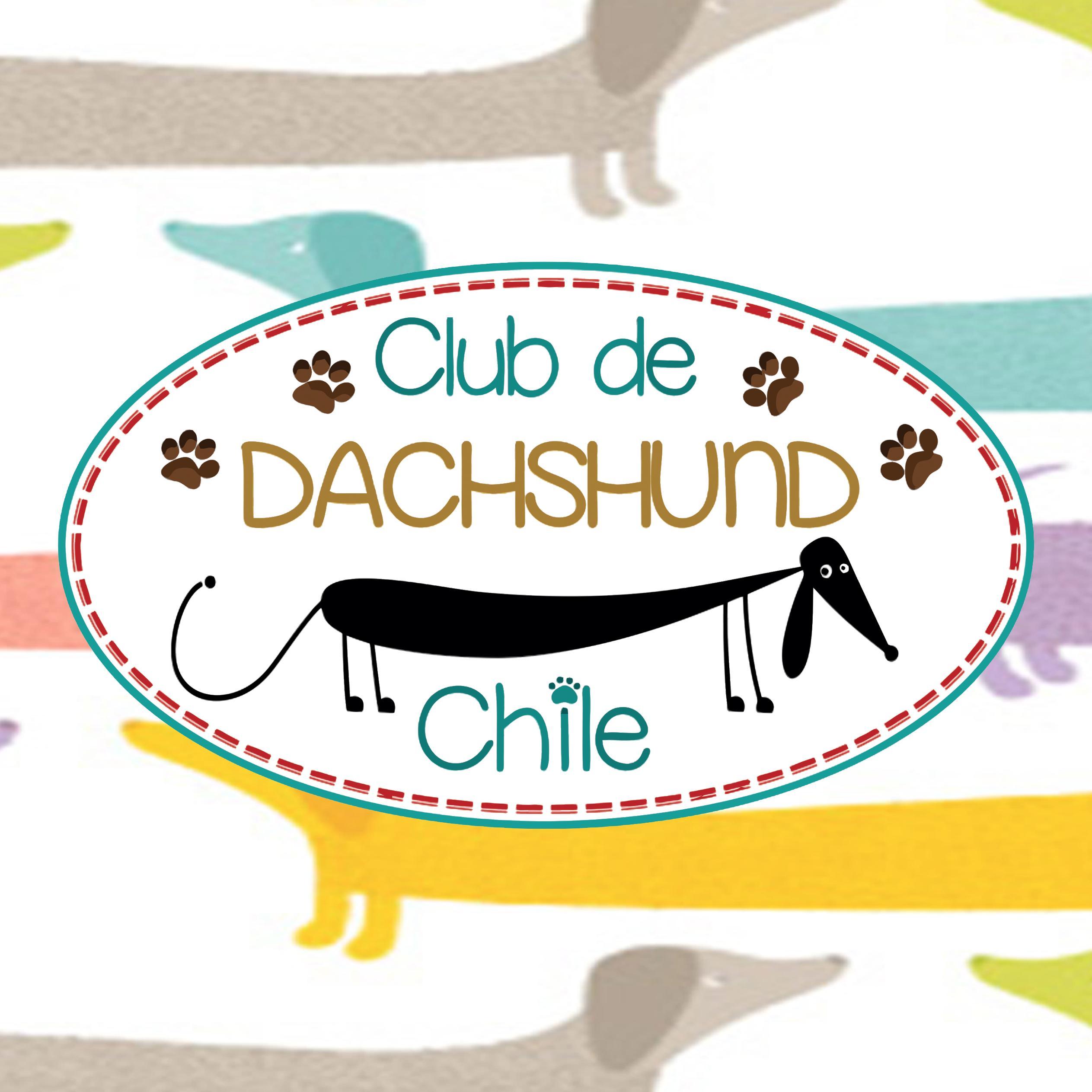 ClubDeDachshundChile