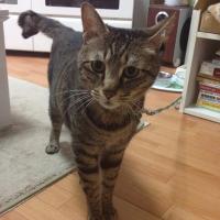 神戸のにゃん(にゃん改め)