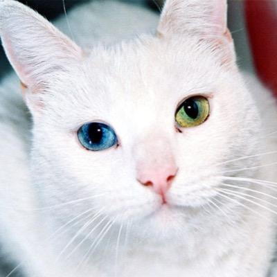 EMI NYAN 🐸🐱💕💕💕