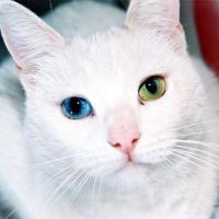 EMI NYAN 🐸🐱💕💕💕