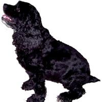 BlackSpanielGallery
