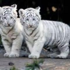 SIL🌱ESTI🐾🐱🐶