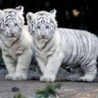 SIL🌱ESTI🐾🐱🐶