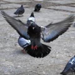 Michał Gołębiewski