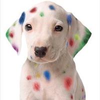 SpeedPro Imaging Northern Virginia