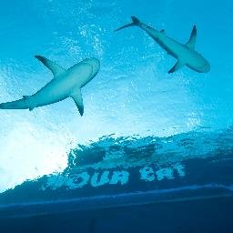 All Star Liveaboards