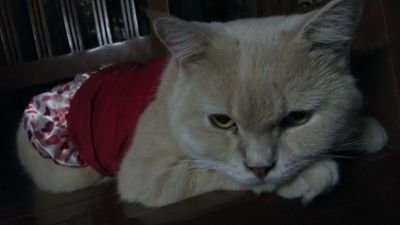 Islam☆Malaysia 🇲🇾☆Cats☆AnwarIbrahimMYPM