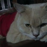 Islam☆Malaysia 🇲🇾☆Cats☆AnwarIbrahimMYPM