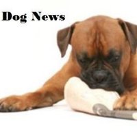 Dog News