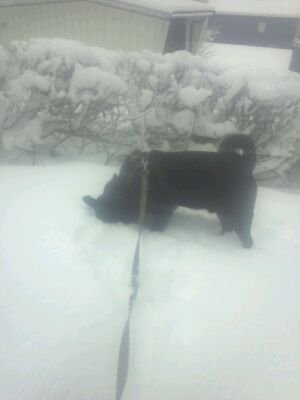 Harriette Frøitland