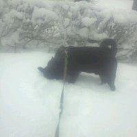 Harriette Frøitland