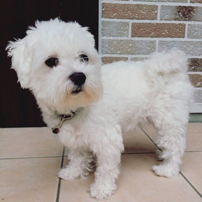 マルチーズのコロンです。