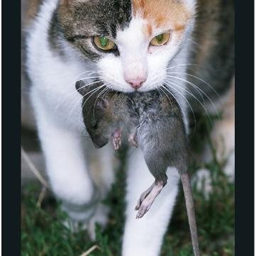 AlejandraCovarrubias