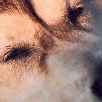 C. Rouhault 🇫🇷🇨🇦