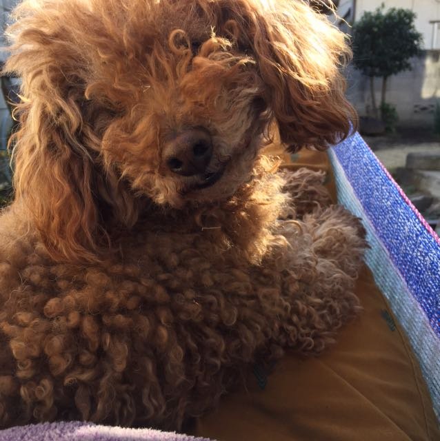 子連れ豚.jp＠RIS中