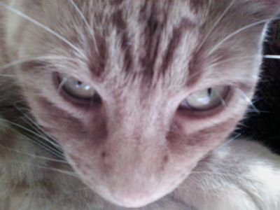 Jorge A.🇲🇽🦁