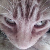 Jorge A.🇲🇽🦁