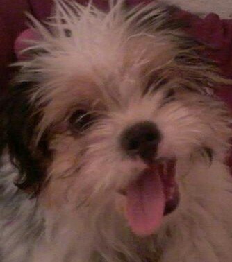 Anni Mausis Klara Name