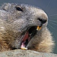 Орест Бабак/Orest Baback🇺🇦🔱