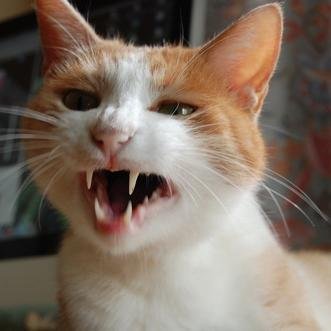 ブーゲンビリア🇵🇸🌿🍉🐻🧸🐻‍❄️