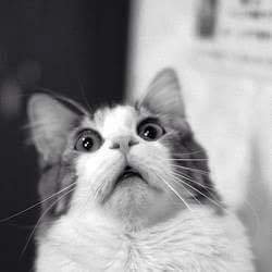 Por Kevin, #FueraPetristasLadrones!