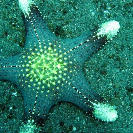 Starfish