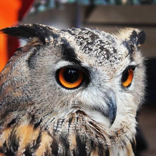 @minkiu@mastodon.social