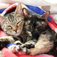 満腹🐖デブ二郎