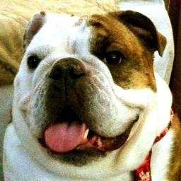 Ghost of Chloe the Bulldog