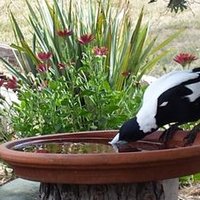 ALM🔥🔥🐨🐨species extinction