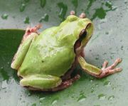 まるにみかづき