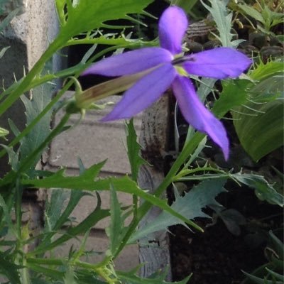 🌠 **🐾 れいわ新選組一択🐾**