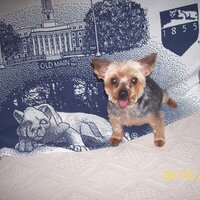 MUNICH YORKIE