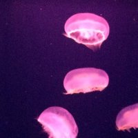 リコピン❂ゲームと読書