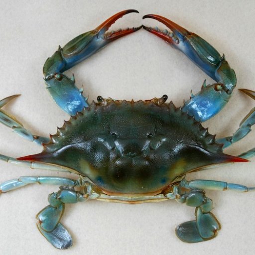 Blubaycrab