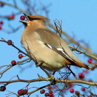 Steve "Whistling Joe" Everett