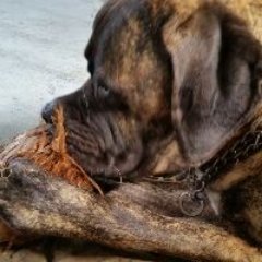 A1SERVCO Corporation