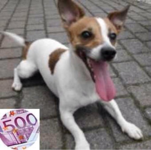 +++🐾 Der Terrier 🐾 +++ 🐶