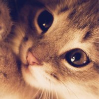 ぴーちゃんAmeba