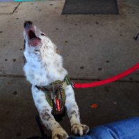 Harper Francis Fíontach Timmins™