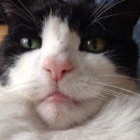 🇬🇧 POPS-YOSH 34 🏁 ヨシムラ モリワキ