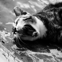 gangstocks Well-To-Do