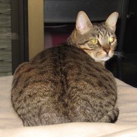 landru79 Jacint Roger