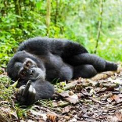 Les Hauts Ferrés ☮️🔆🤪