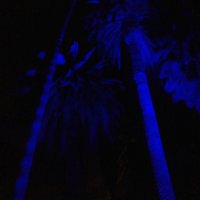 palmitis Anti-racist/fascist