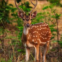 Maahaa Chamasya 🌱✌️