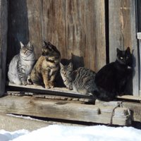 田舎暮しの唱悦