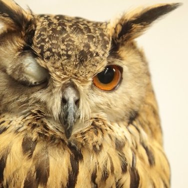 あがつま　ゆい＠各種小説投稿サイト