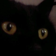 憲法改正猛烈反対ニャンター武将